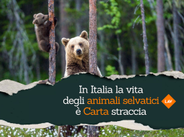 lav fauna selvatica