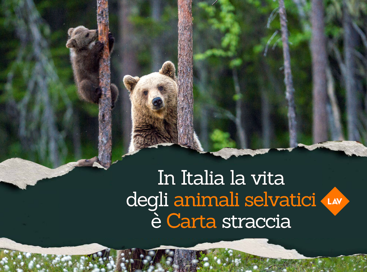lav fauna selvatica