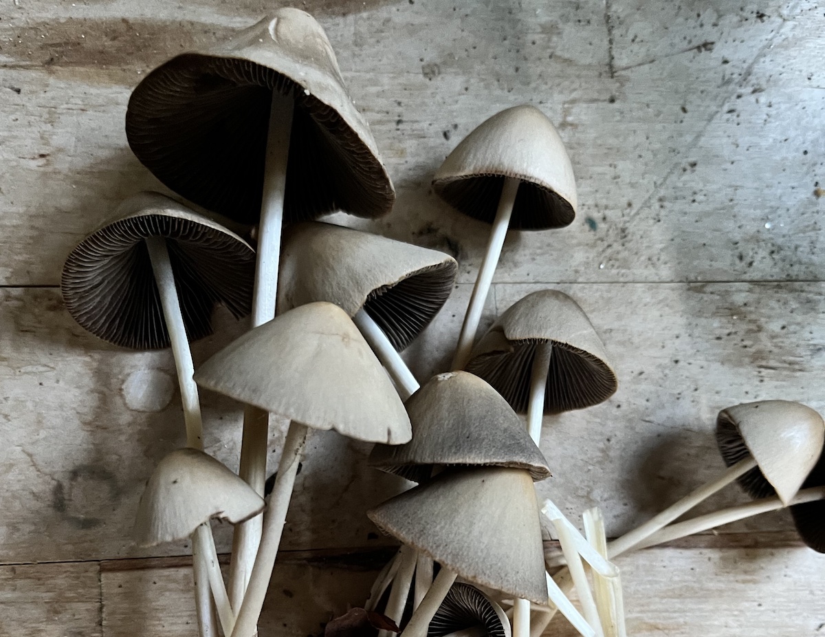 riconoscere i funghi