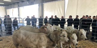 aste bovini carmagnola
