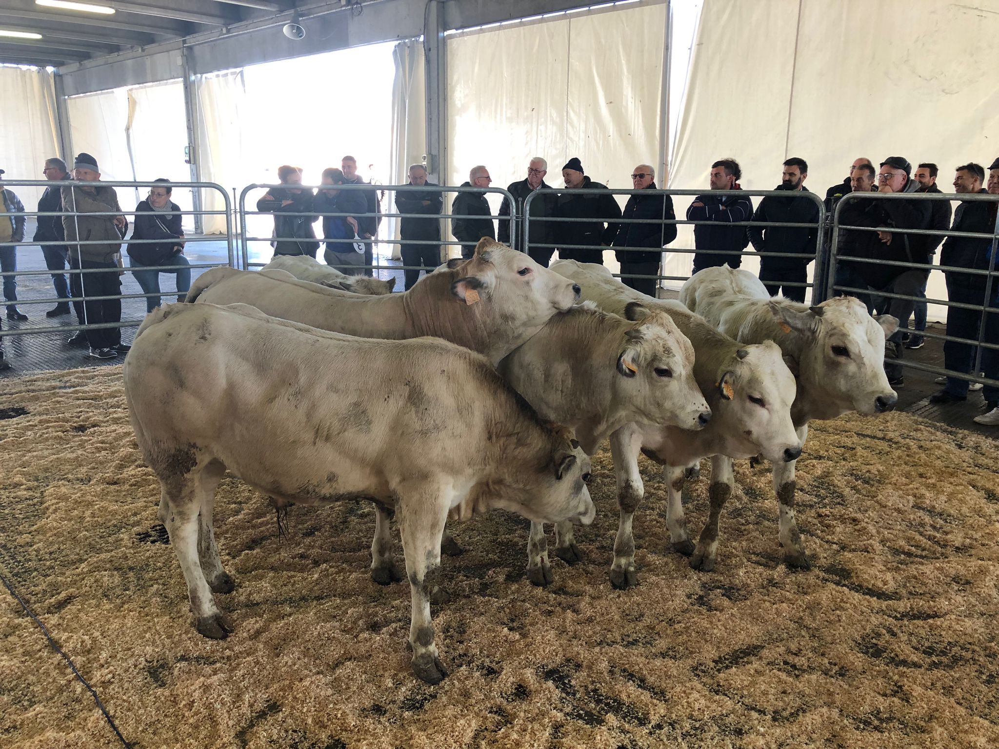 aste bovini carmagnola