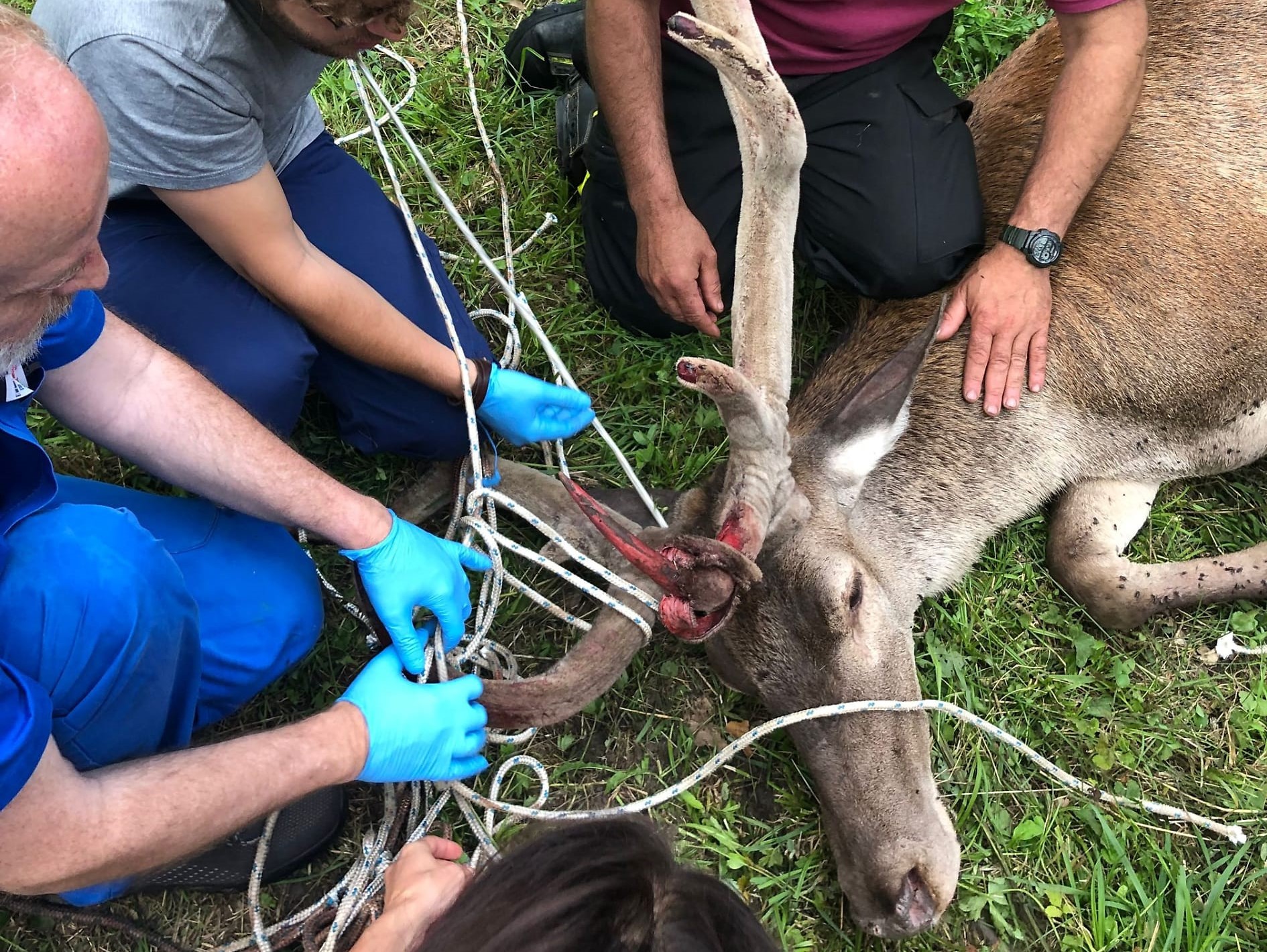 Città metropolitana rinnova il progetto "Salviamolinsieme" a favore degli animali selvatici