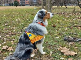 bocconi avvelenati cani carmagnola