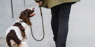 Deiezioni canine a Carmagnola