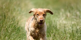 dna dei cani carmagnola