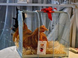 Racconigi consorzio real cappone