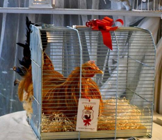 Racconigi consorzio real cappone