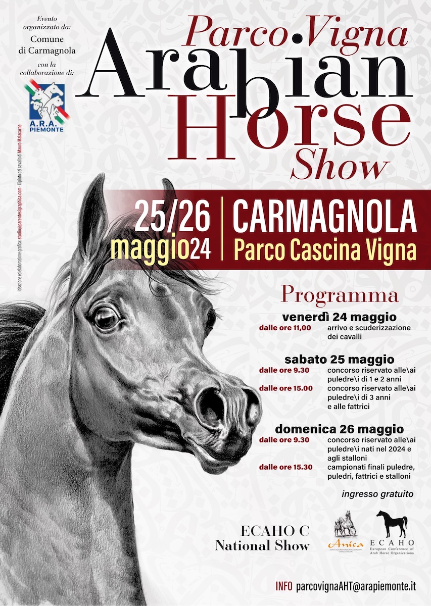 cavalli arabi a carmagnola