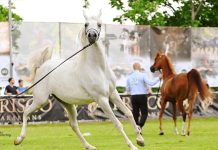 cavalli arabi a carmagnola