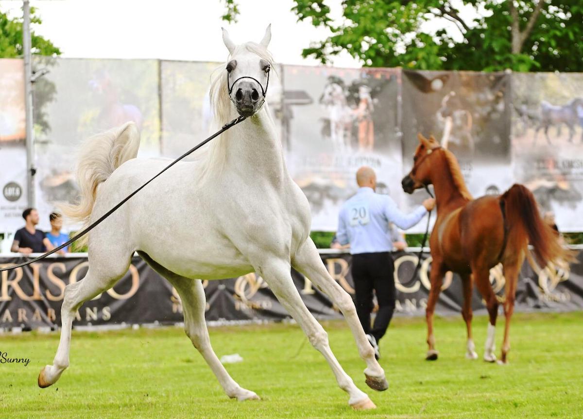 cavalli arabi a carmagnola