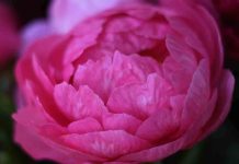 peonie in fiore carmagnola
