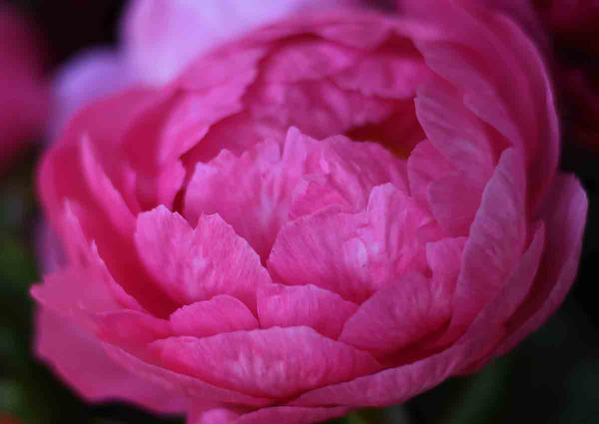 peonie in fiore carmagnola
