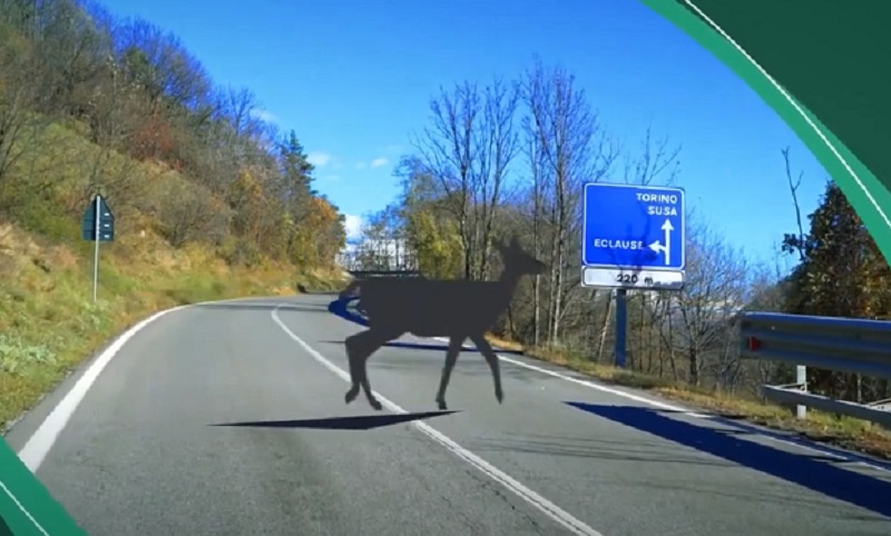 Città Metropolitana fauna selvatica
