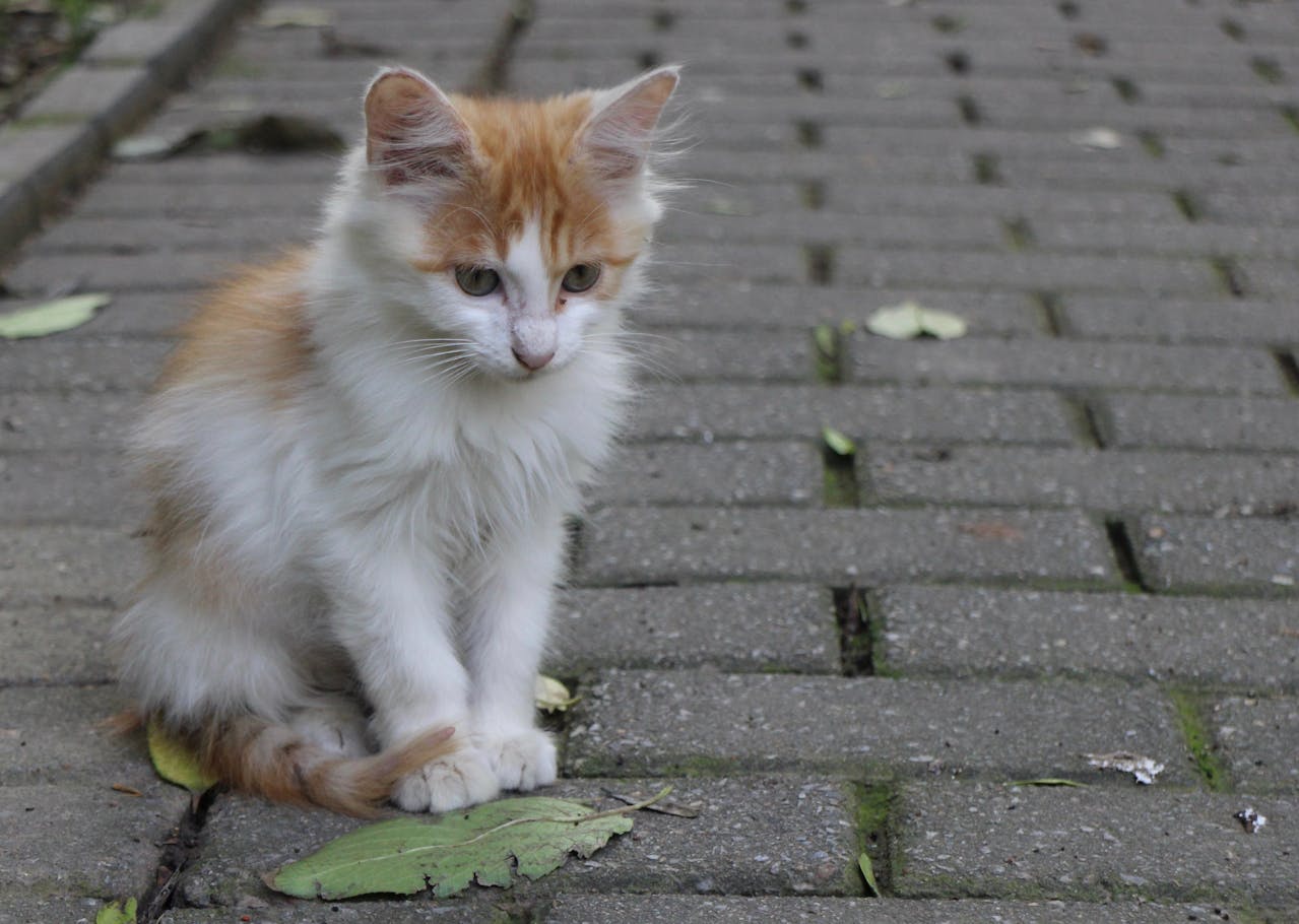 Attivo a Carmagnola il nuovo servizio di primo intervento per cani e gatti randagi