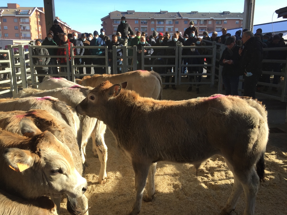 Carmagnola: misure contro la "lingua blu" alle aste dei bovini in piazza Italia
