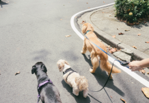 Poirino, il Comune lancia una campagna per il rispetto del decoro urbano decoro Poirino