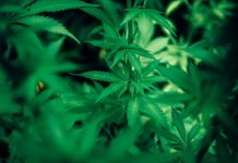 cannabis terapeutica asl