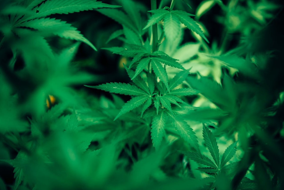cannabis terapeutica asl