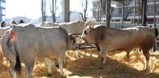 fiera giora porro carmagnola