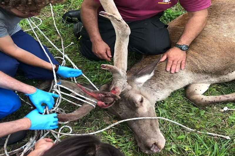 recupero animali selvatici feriti