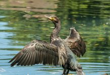 Racconigi contributi associazioni pesca