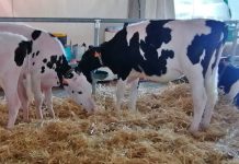 fiera primaverile di Carmagnola