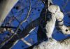 controlli alberi a carmagnola