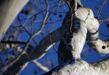 controlli alberi a carmagnola