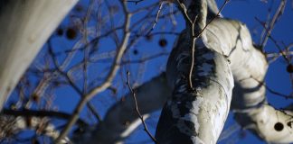 controlli alberi a carmagnola