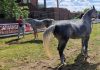 Arabian horse show carmagnola