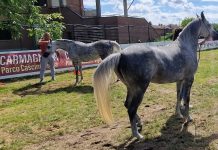 Arabian horse show carmagnola