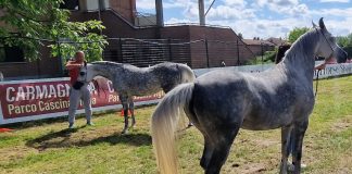 Arabian horse show carmagnola