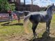 Arabian horse show carmagnola