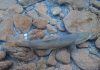 incontro pesca carmagnola