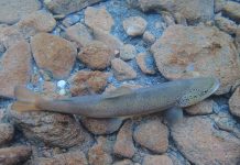 incontro pesca carmagnola