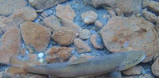 incontro pesca carmagnola
