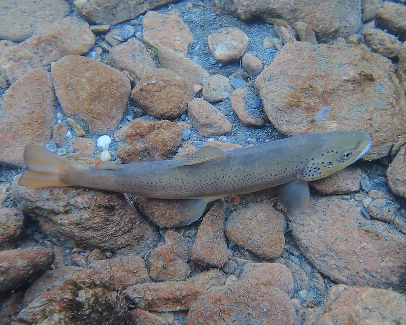 incontro pesca carmagnola