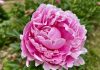 Peonie in Fiore 2025 Carmagnola