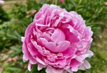 Peonie in Fiore 2025 Carmagnola