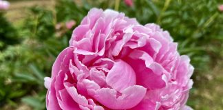 Peonie in Fiore 2025 Carmagnola