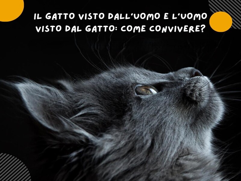 rapporto umani gatti
