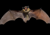 Carignano pipistrelli Legambiente