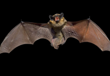 Carignano pipistrelli Legambiente