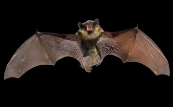 Carignano pipistrelli Legambiente