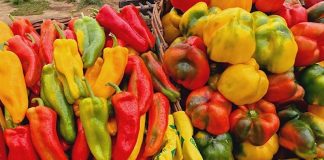 coltivazione sostenibile del peperone