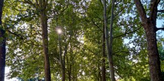 alberi vigna carmagnola