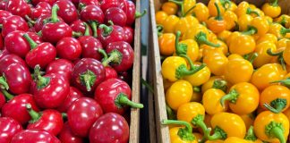 fiera del peperone di Carmagnola giovedì 4 settembre programma