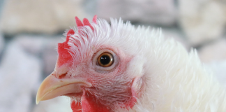 Moretta Gallina Bianca Saluzzo