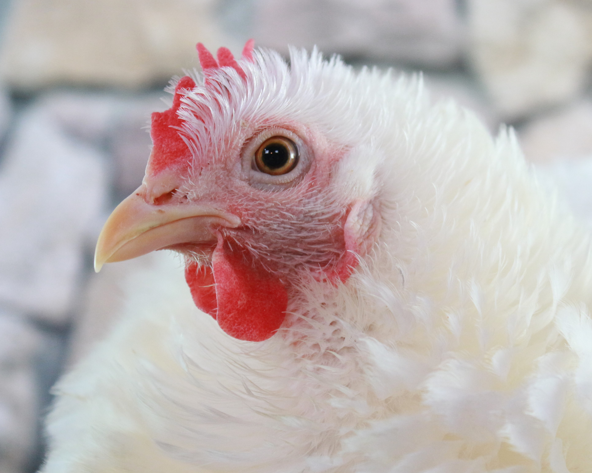 Moretta: convegno dedicato alla Gallina Bianca di Saluzzo