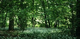 Boschi del Merlino Caramagna